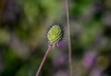 Scabiosa ochroleuca