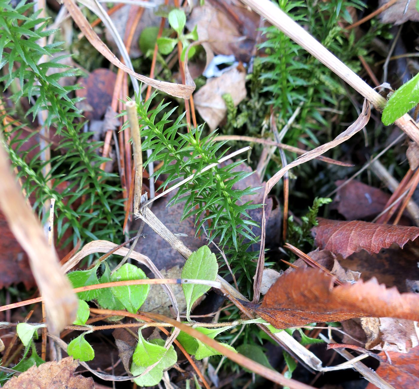 Image of Lycopodium annotinum specimen.