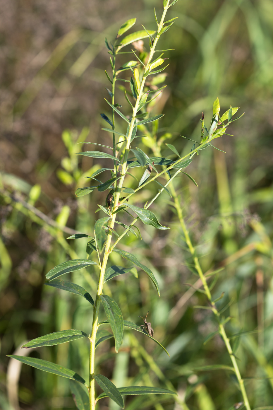 Изображение особи семейство Fabaceae.