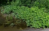 Petasites radiatus. Вегетирующие растения в сообществе с Salix. Оренбургская обл., Гайский гор. округ, Губерлинские горы, долина р. Губерля, песчаный пляж, у воды. 03.07.2023.