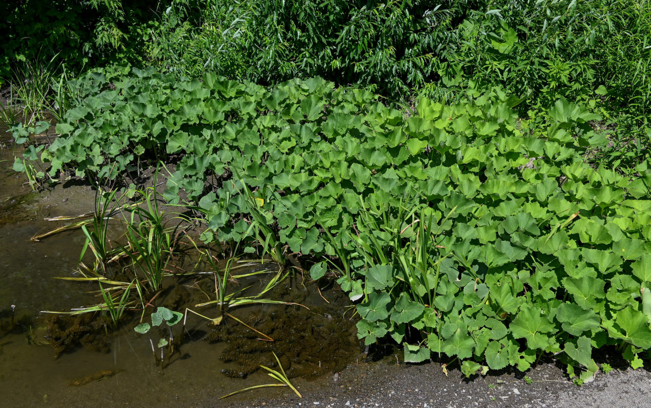 Изображение особи Petasites radiatus.