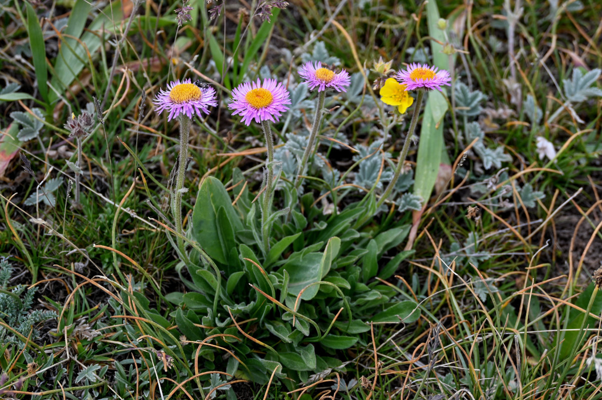Image of Erigeron allochrous specimen.