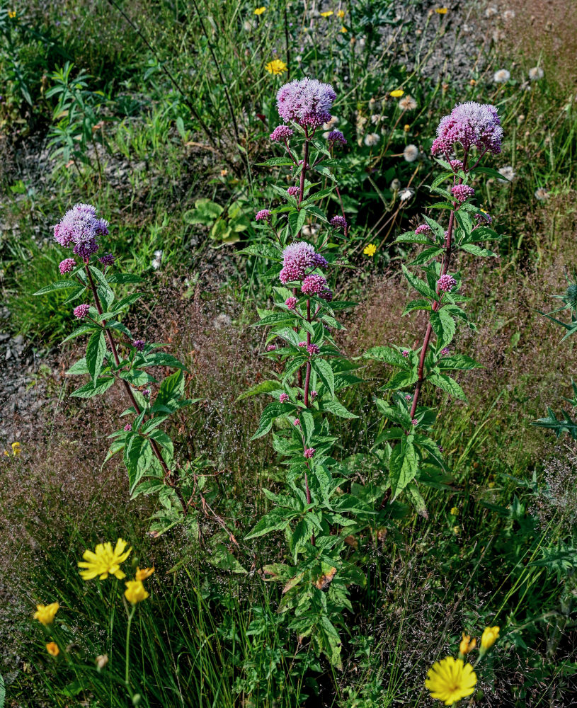 Изображение особи Eupatorium cannabinum.