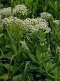 Cardaria draba. Верхушки цветущих растений (впереди справа- побеги Euphorbia). Армения, обл. Гегаркуник, берег оз. Севан, окр. монастыря Айраванк, ≈ 1900 м н.у.м., луговой склон. 23.06.2022.