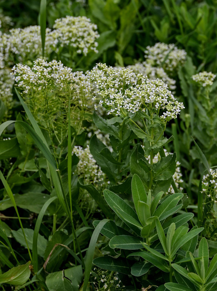 Image of Cardaria draba specimen.