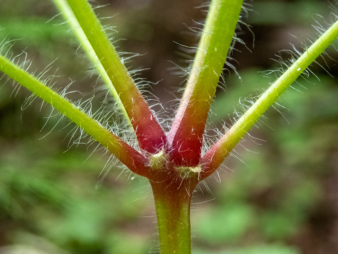 Image of Geranium robertianum specimen.
