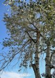Populus alba
