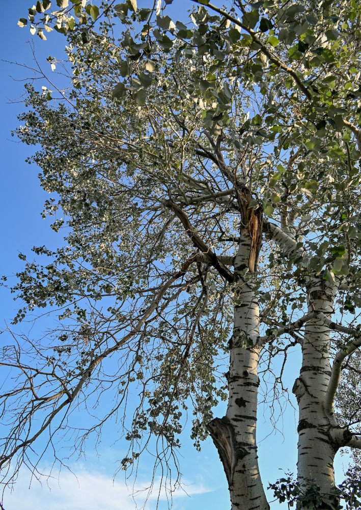 Image of Populus alba specimen.