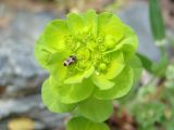 Euphorbia helioscopia