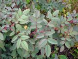 Rosa glauca