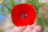 Papaver humile