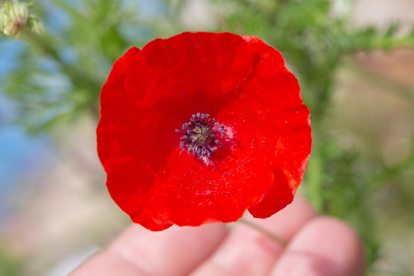 Image of Papaver humile specimen.