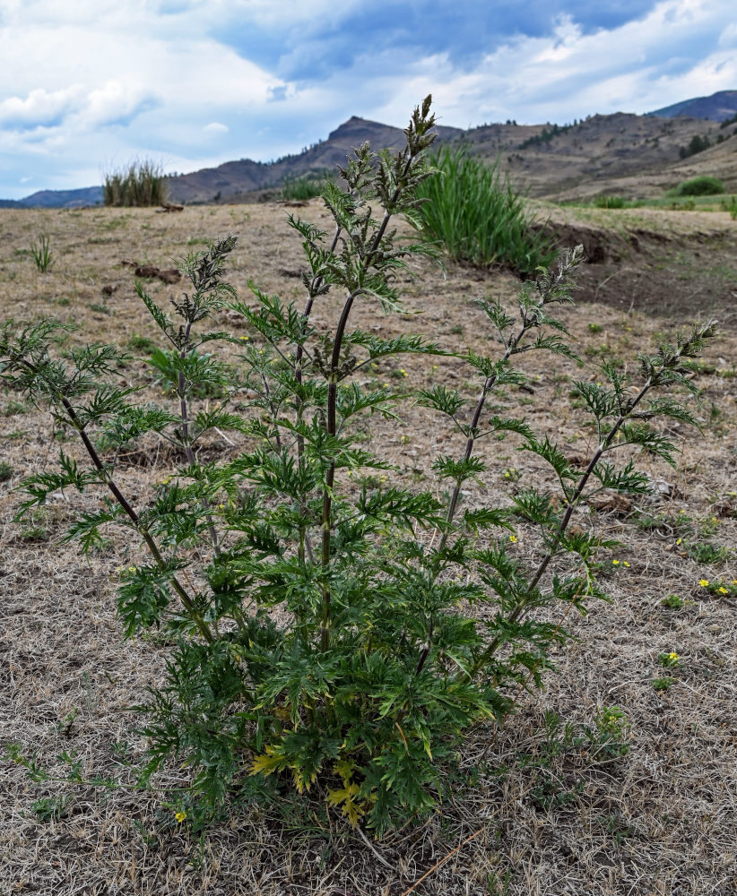 Изображение особи Urtica cannabina.