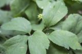 Anemone udensis