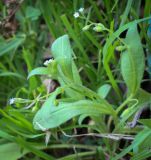 Myosotis sparsiflora