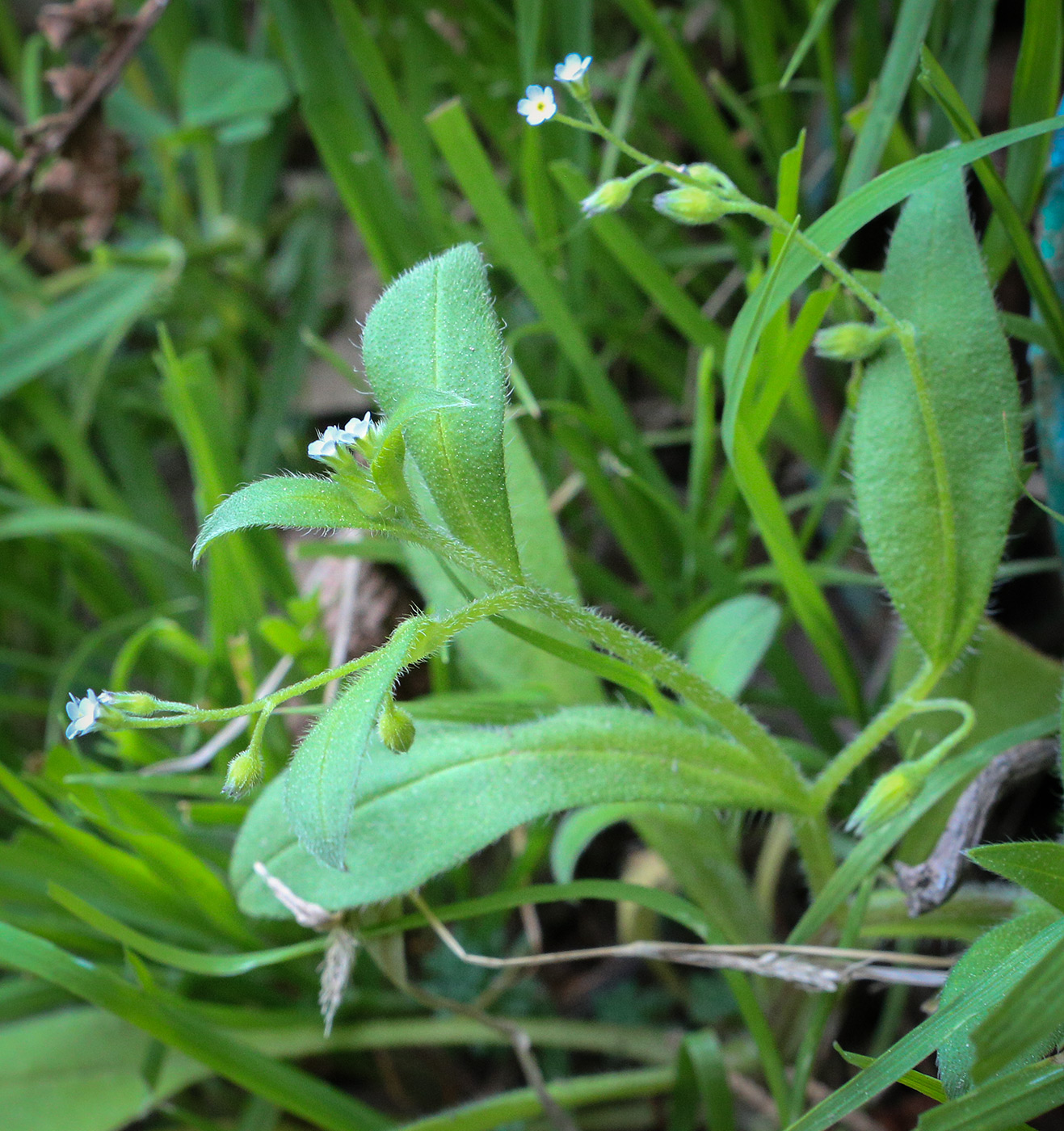 Image of Myosotis sparsiflora specimen.