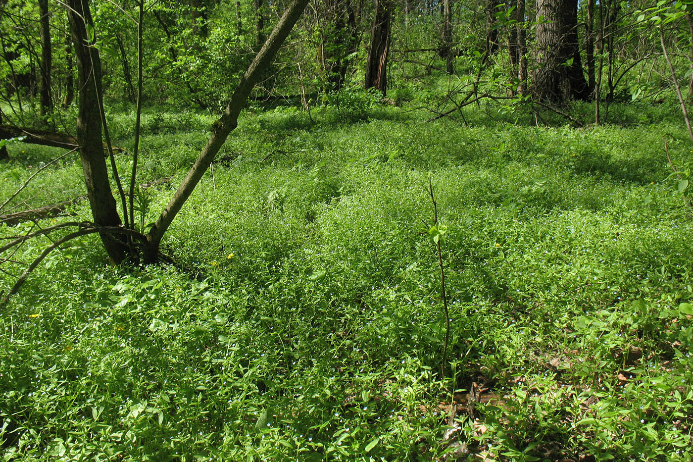 Изображение особи Omphalodes scorpioides.