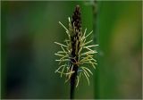 Carex pilosa