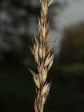 Arrhenatherum elatius