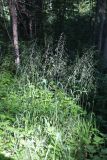 Milium effusum