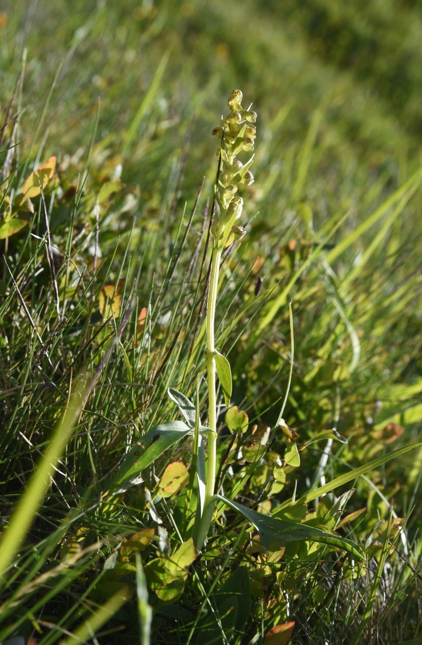 Image of Dactylorhiza viridis specimen.