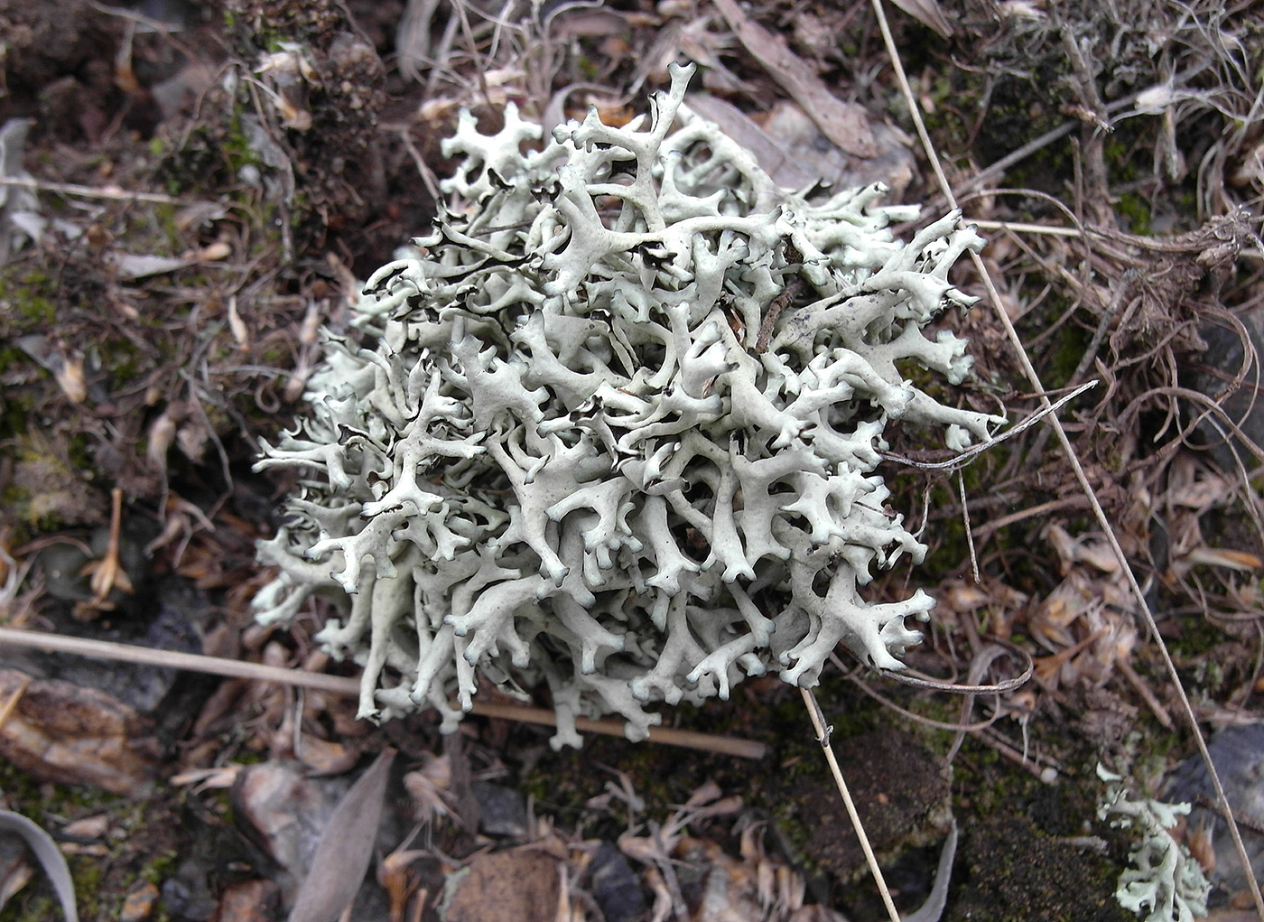Изображение особи Xanthoparmelia vagans.