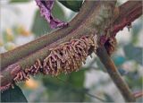 Lycopersicon esculentum. Часть бокового побега с придаточными корнями (сорт 'Лотарингская красавица красная'). Московская обл., Раменский р-н, окр. дер. Хрипань, садовый участок. 30.07.2024.