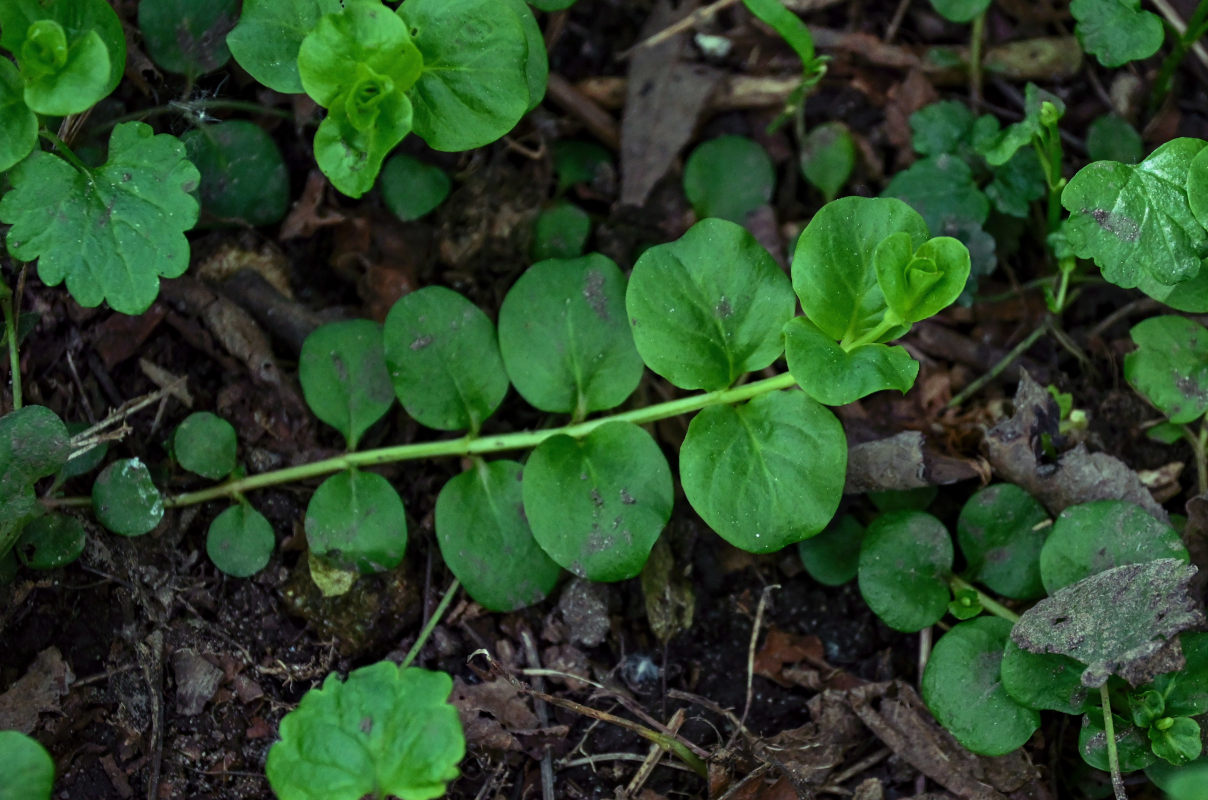Image of Lysimachia nummularia specimen.