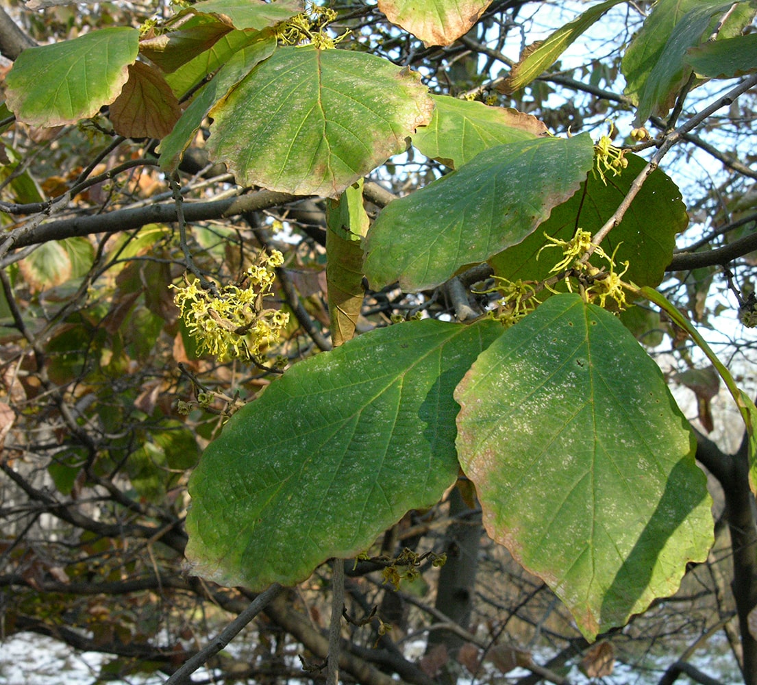 Image of Hamamelis virginiana specimen.