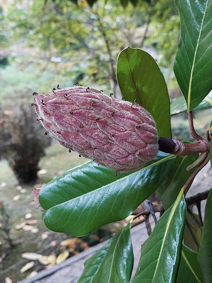 Image of Magnolia grandiflora specimen.