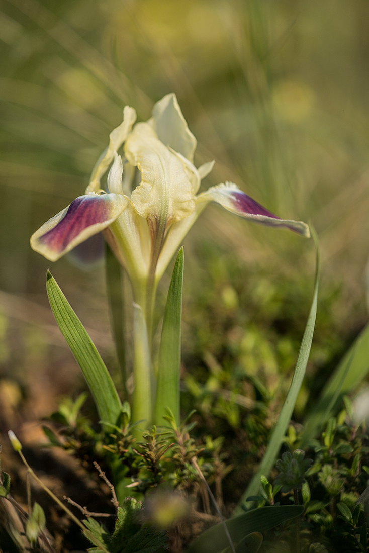 Image of Iris pumila specimen.