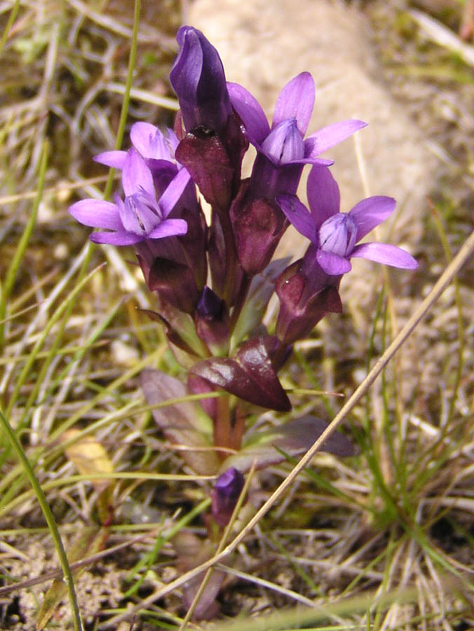 Image of Gentianella auriculata specimen.