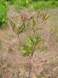 Physocaulis nodosus
