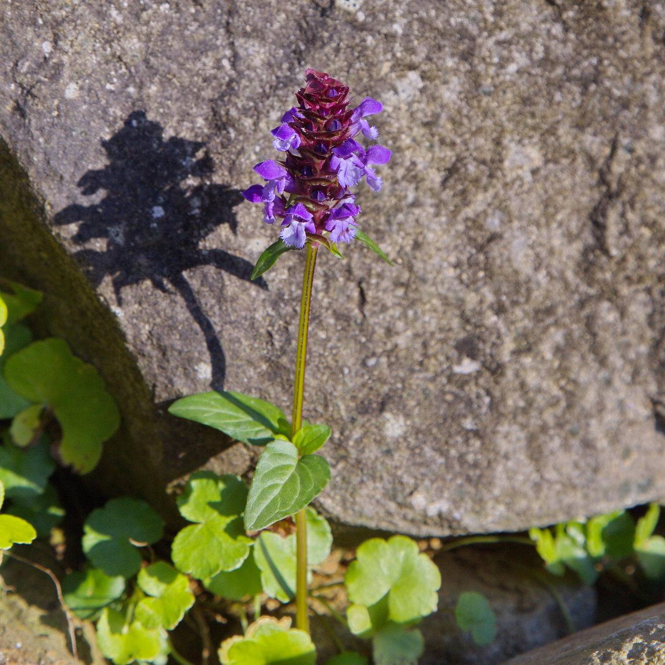 Image of Prunella vulgaris specimen.