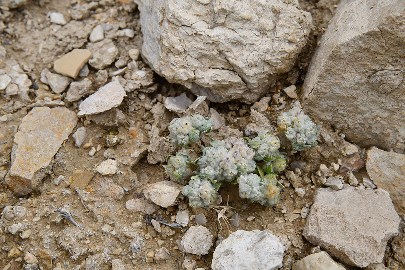 Image of Cymbolaena griffithii specimen.