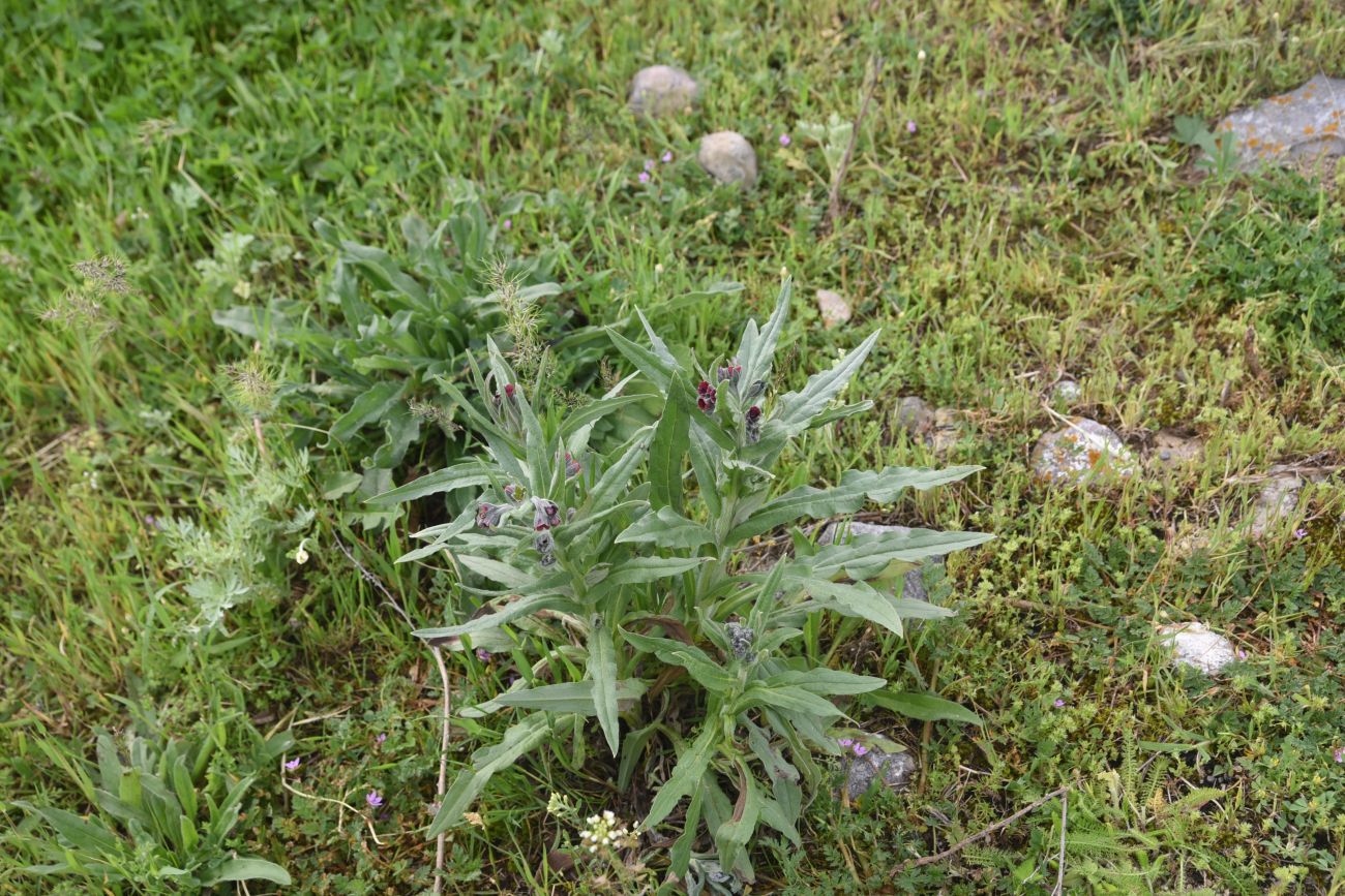 Image of Cynoglossum officinale specimen.