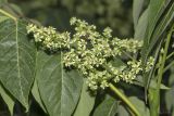 Ailanthus altissima. Часть соцветия. Крым, городской округ Ялта, окр. пгт Санаторное (Меллас), заброшенный парк. 09.06.2025.