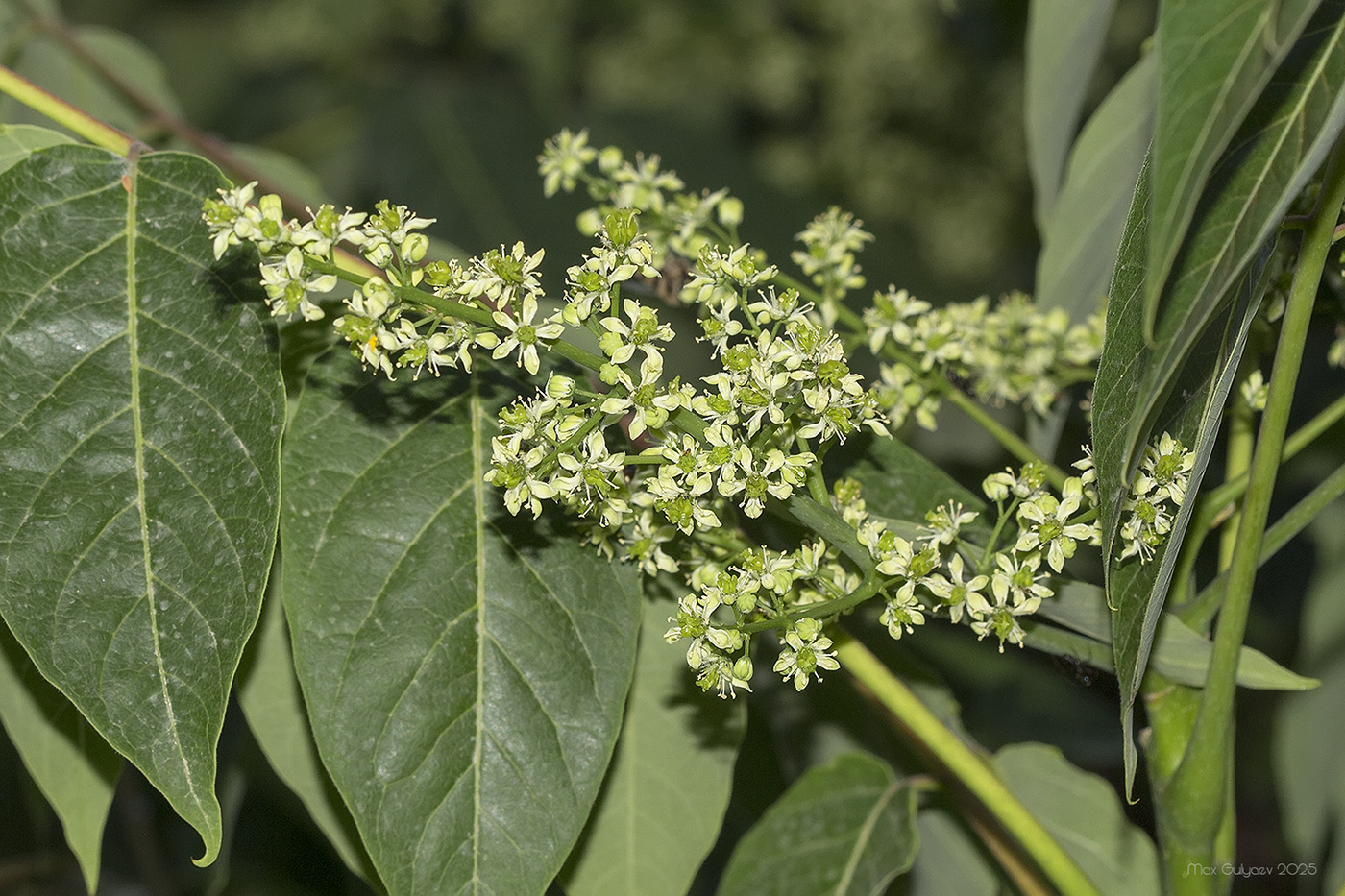Image of Ailanthus altissima specimen.