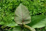 Reynoutria sachalinensis. Верхушка побега с молодыми листьями. Московская обл., Раменский р-н, окр. дер. Хрипань, садовый участок. 31.05.2025.
