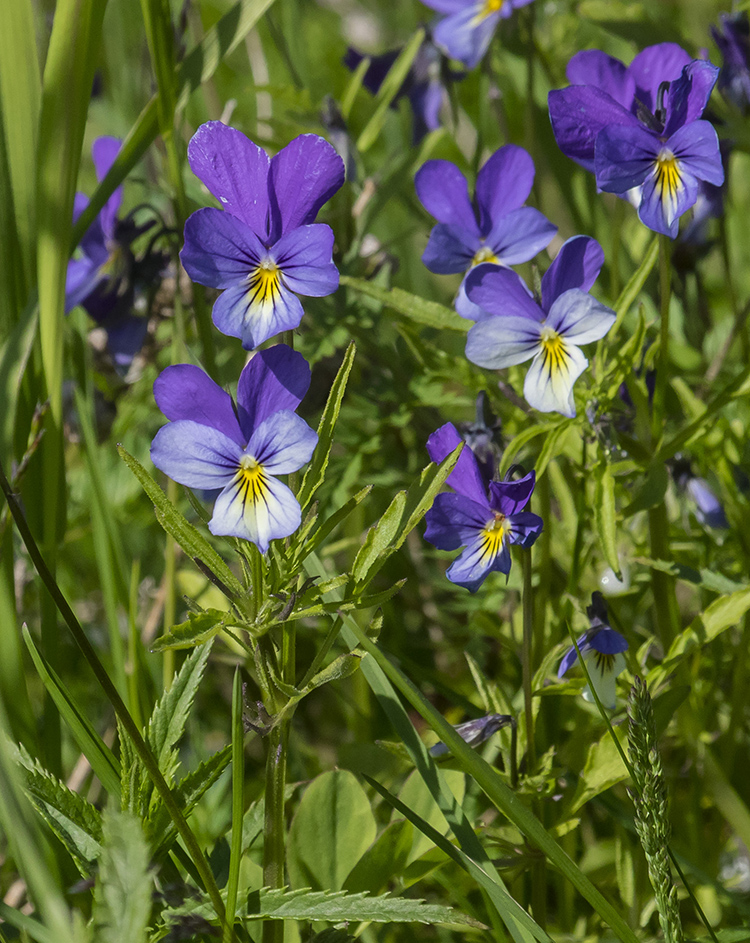 Image of Viola tricolor specimen.