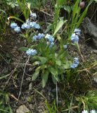 Myosotis asiatica