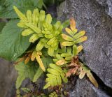 Polypodium cambricum. Растение с пожелтевшими вайями. Абхазия, окр. г. Новый Афон, вершина Иверской горы, подпорная крепостная стена. 12.06.2025.