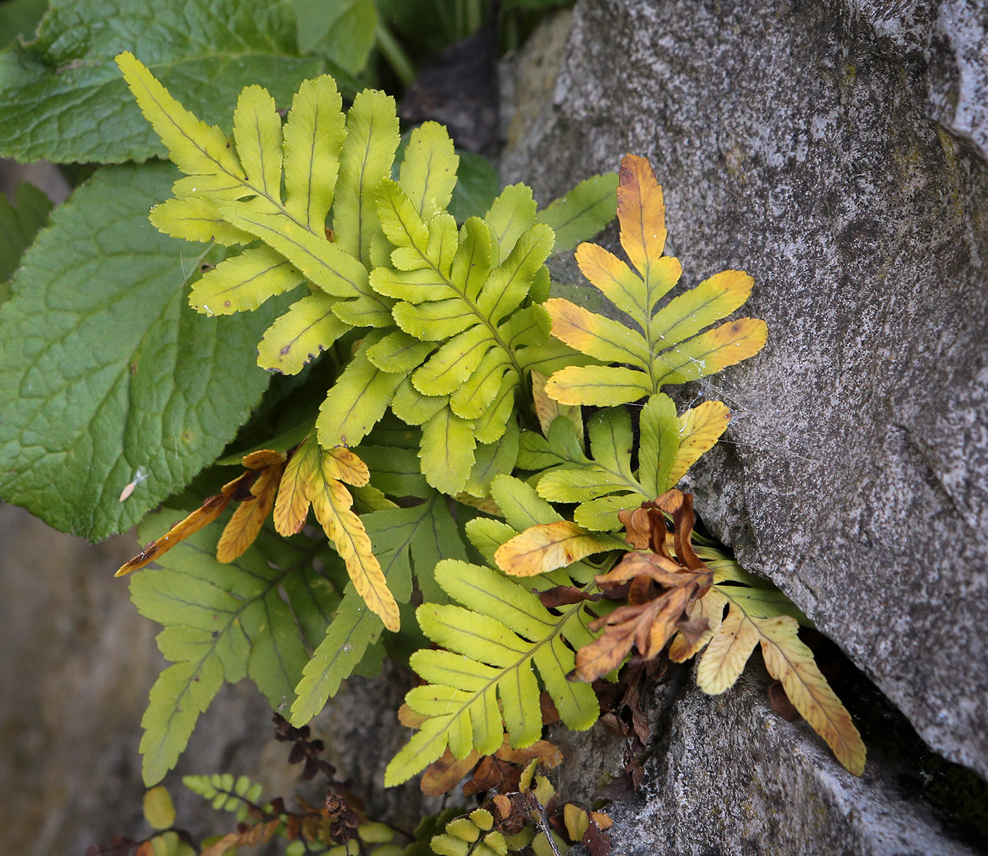 Изображение особи Polypodium cambricum.