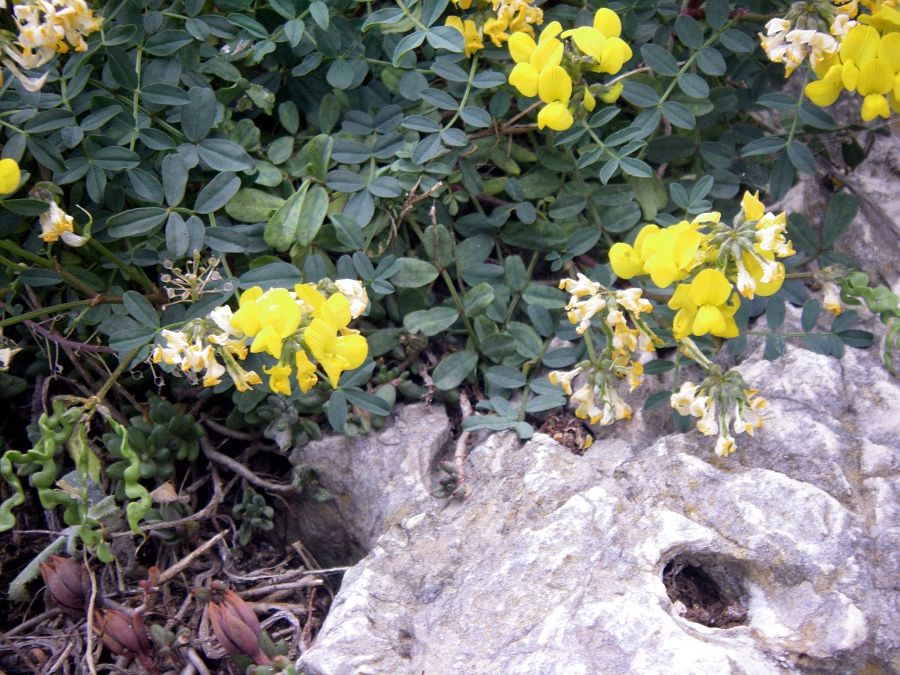 Изображение особи Hippocrepis valentina.