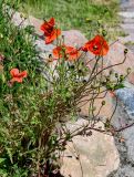 Papaver rhoeas. Цветущее и плодоносящее растение. Калининградская обл., Гурьевский р-н, пос. Некрасово, у дороги. 30.06.2025.