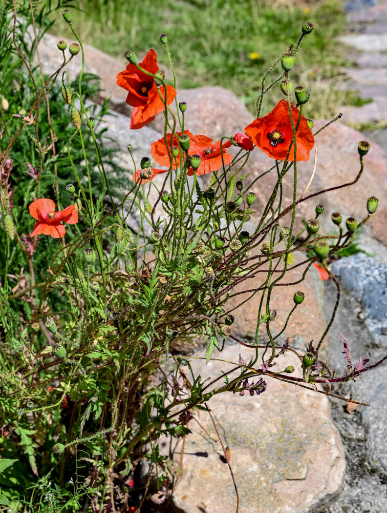 Изображение особи Papaver rhoeas.