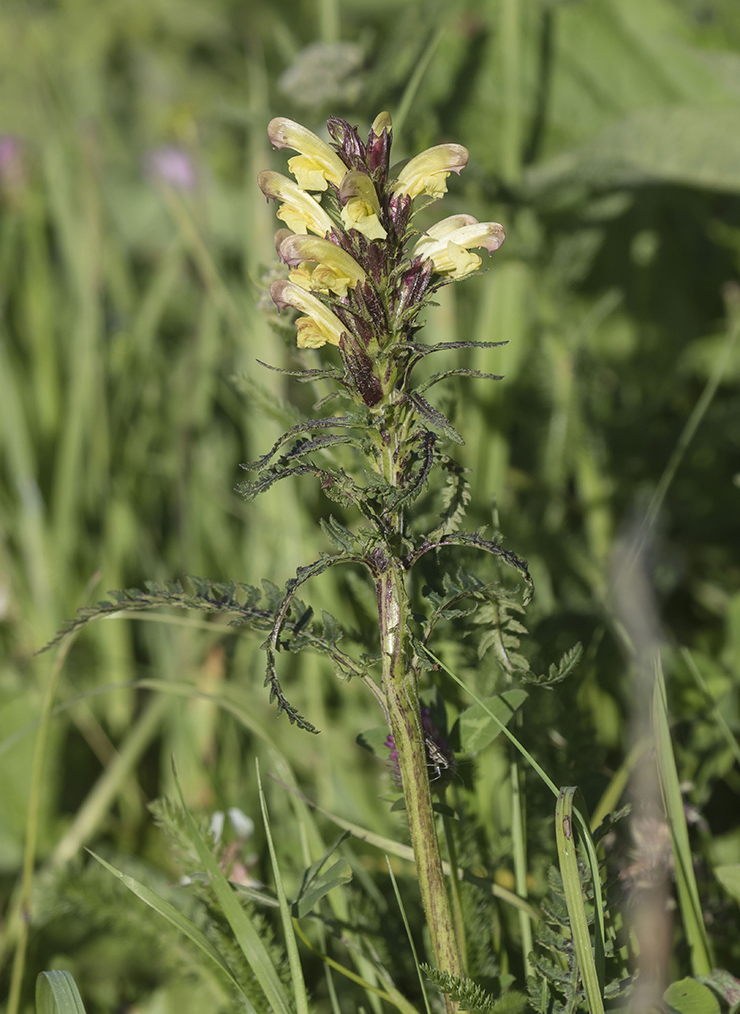 Image of Pedicularis sibthorpii specimen.