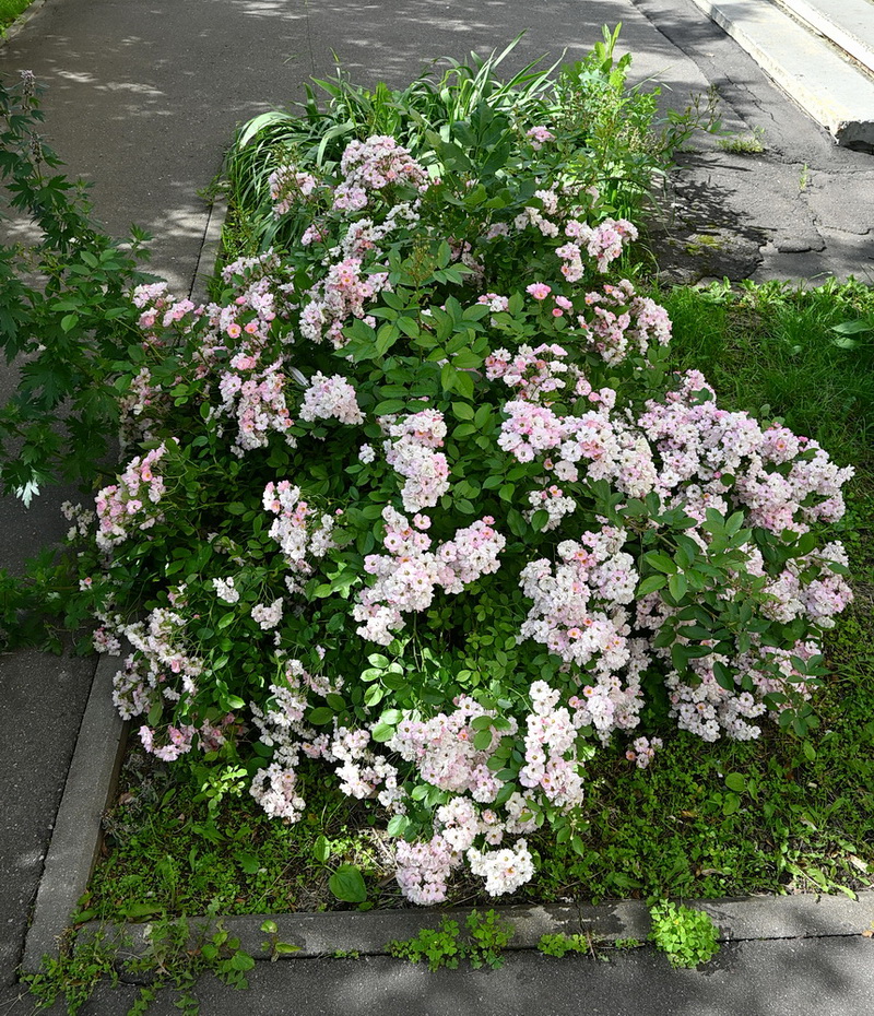 Изображение особи род Rosa.