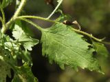 Callistephus chinensis