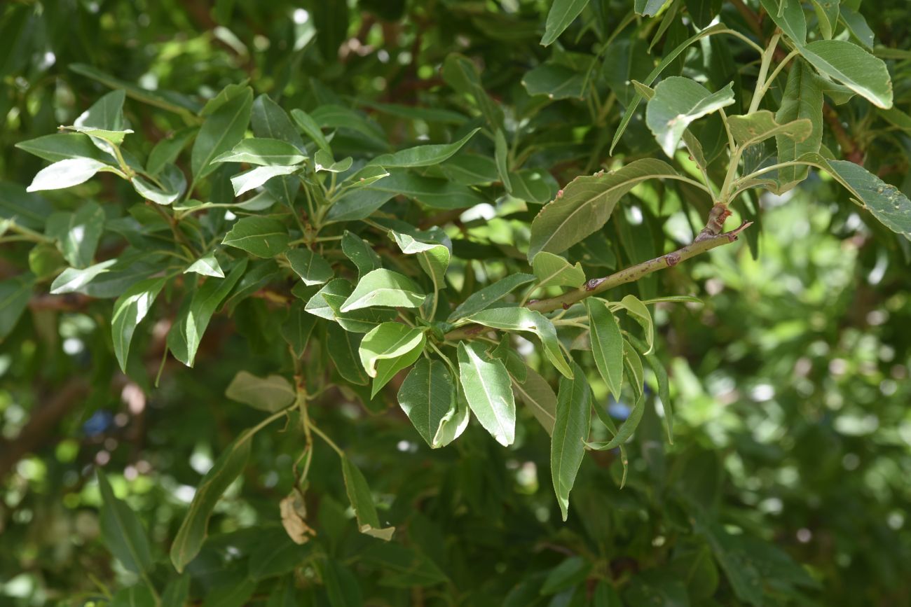 Image of Unknown species specimen.